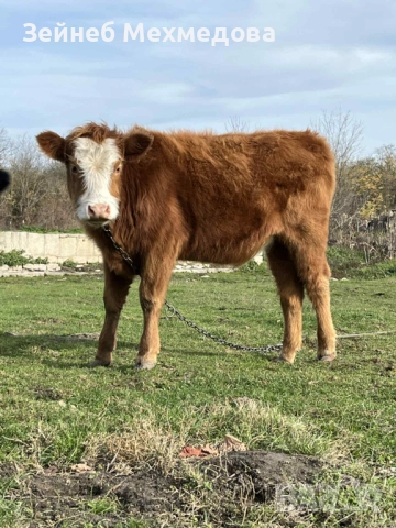 Продавам теле