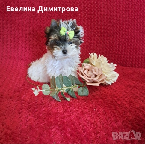 Yorkshire terrier biewer girl