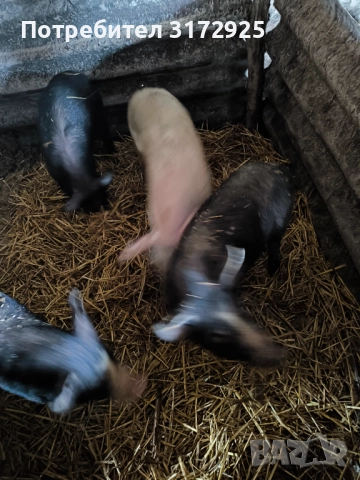 Продавам прасета , снимка 10 - Прасета - 52669901