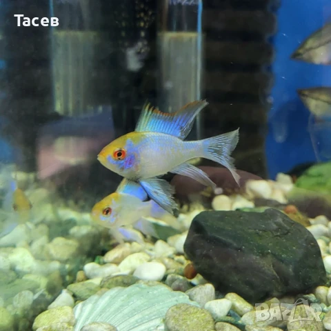 Синьо рамирези