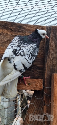 Продавам Нюмберски гълъби, снимка 4 - Гълъби - 52589187