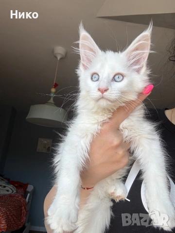 Мейн кун котенца / Мейн куун котенца / Maine coon kittens, снимка 2 - Мейн кун - 50068719