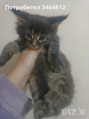 Мейн куун котенца, снимка 11 - Други - 52969975