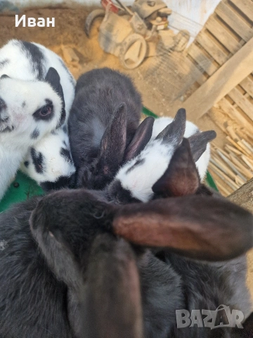 зайчета пеперуди на 2 месеца , снимка 3 - Други животни - 53385913