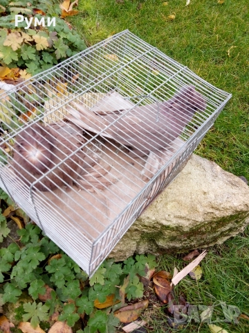 Продавам гълъби Димкежи, снимка 5 - Гълъби - 52623578