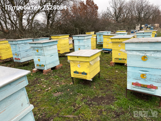 Продавам пчелни семейства с многокорпусен кошери, снимка 8 - За пчели - 44828345