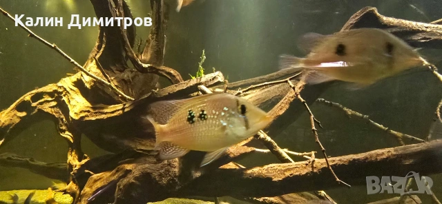 Geophagus Brasilensis 