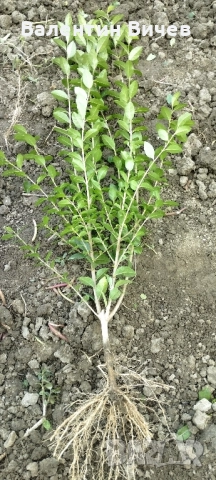 Лигуструм - Жив-плет (0.70)за 1бр., снимка 8 - Разсади - 38453452