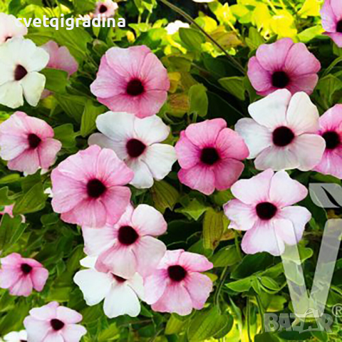 Thunbergia Rose sensation (Тунбергия Розова сензация), снимка 1 - Градински цветя и растения - 44555919
