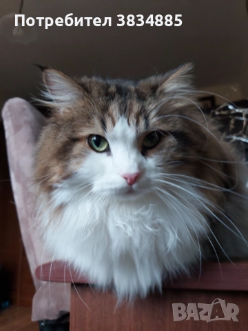 Сибирски котарак , снимка 9 - Сибирски - 46395945