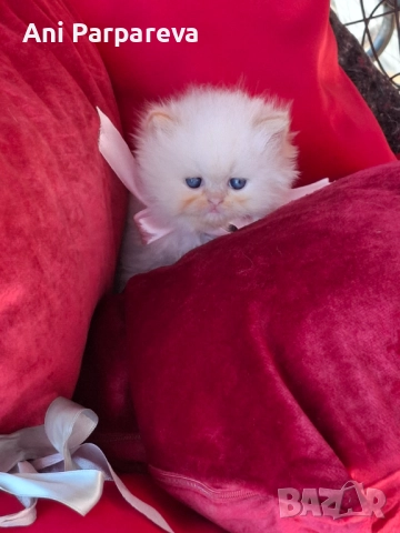 Хималайски  котенца, снимка 5 - Персийска - 52426633