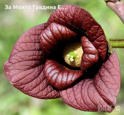 Асимина - Индиански Банан