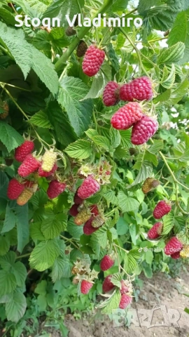 🍓 Качествен разсад – Малини и Ягоди 🍓 Предлагам висококачествен разсад (корени) от малини и ягоди,, снимка 6 - Разсади - 53595979