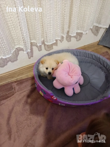 померан -шпиц, снимка 5 - Шпиц - 53286016