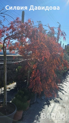 Японски клен Acer, снимка 12 - Градински цветя и растения - 52499746