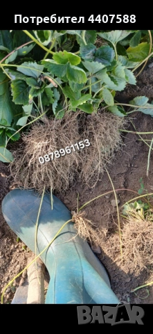 Разсад ягоди , снимка 3 - Разсади - 49528498