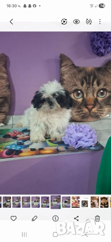 малка принцеса порода Ши тцу, снимка 3 - Ши Тцу - 53444041