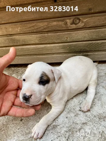 Питбул. Pitbull, снимка 3 - Питбул - 55890966
