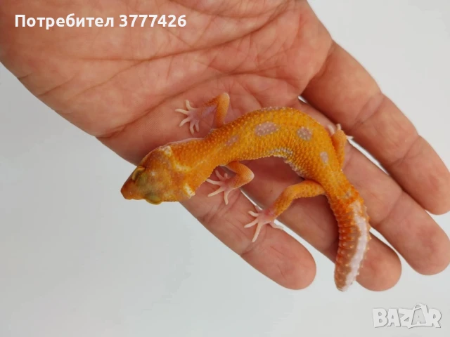 Леопардови Гекони, снимка 5 - Гекон - 41426835