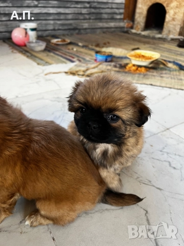 Продавам Чистокръвни пекинези, снимка 7 - Пекинез - 52788805