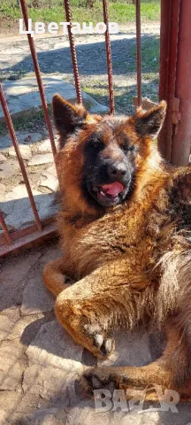 Чистокръвни немски овчарки, снимка 6 - Немска овчарка - 49585094