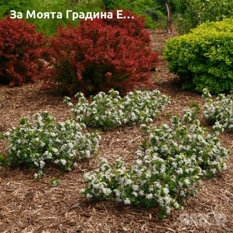 Арония - Растението чудо! , снимка 8 - Градински цветя и растения - 53743992