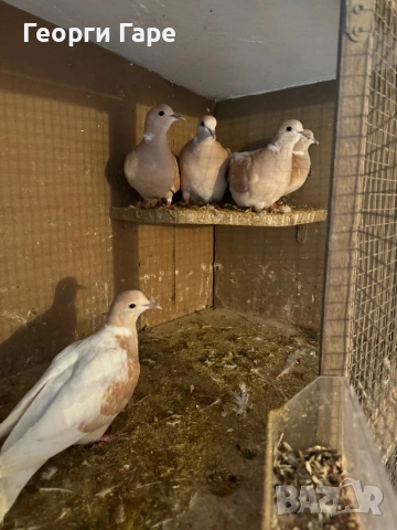 Декоративни гугутки накуп , снимка 2 - Гълъби - 53403993