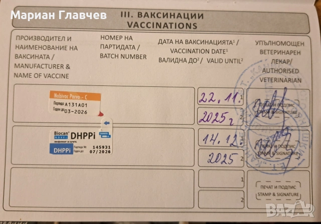 Изгодно - Мъжки мини късокосмест Чичуахуа на 3 месеца с 2 ваксини, снимка 8 - Чихуахуа - 53208311