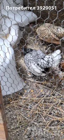продавам ярки и петли зибрайт, снимка 4 - Кокошки и пуйки - 50129003