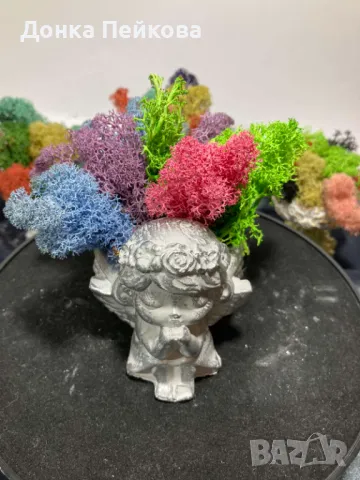 Различни модели кашпи със естествен скандинавски мъх и пожелания, снимка 13 - Стайни растения - 47476759