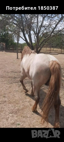 Тежковоз - жребец, снимка 2 - Коне - 52944975