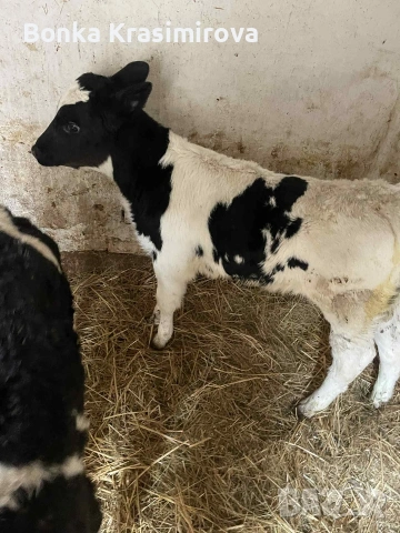 4 женски 1 мъжко , снимка 4 - Крави - 53291857