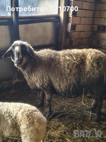 овце, снимка 2 - Овце - 53363475