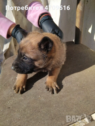 Белгийски овчарки, снимка 2 - Белгийска овчарка - 53106524