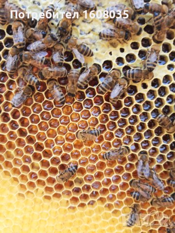 Манов мед с горски билки, снимка 8 - Пчелни продукти - 42092455