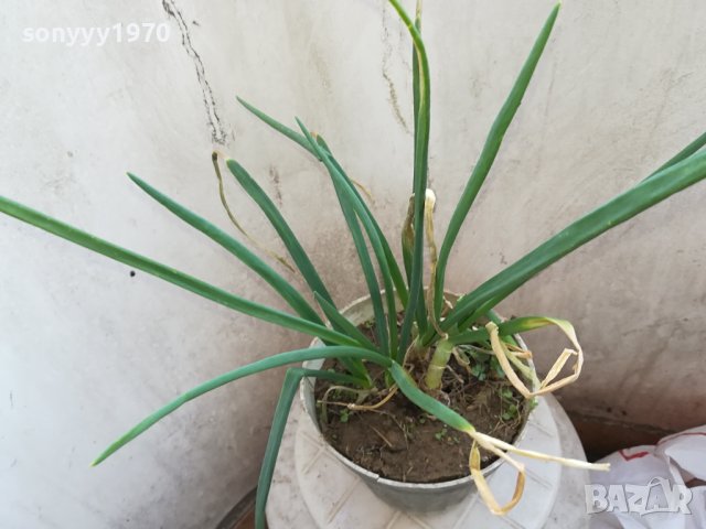 ЛУК ЗАСАДЕН В САКСИЯ 1602241334, снимка 3 - Градински цветя и растения - 44322662