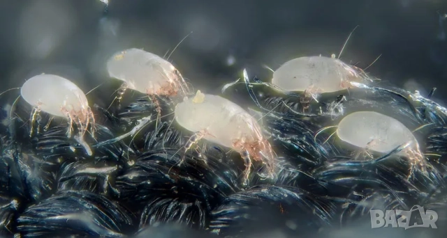 Безжична мощна прахосмукачка за матраци, килими, дивани и др. против акари / 102лв, снимка 2 - Прахосмукачки - 52694247