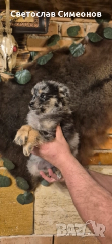 Мини померански шпиц и 2 бр пинчери, снимка 8 - Пинчер - 52832815