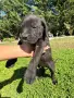  Кучета Кане Корсо, снимка 9