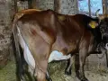 млечна краваааа, снимка 3