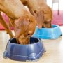 Купички за големи кучета. Купичка за куче. Купичка за голямо куче. Синя купичка. Голяма купичка., снимка 3