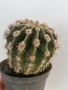 кактус ехинопсис , снимка 5