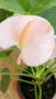 Антуриум с цвят /Anthurium/, снимка 6