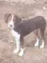 Подаряват се!!!, снимка 4