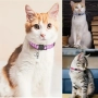 Каишка за котки 12 цвята , снимка 3