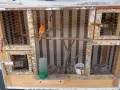Канарчета с клетка , снимка 3