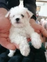Бишон фризе момче , снимка 2