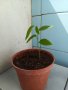Annona - reticulata,cherimola,squamosa и muricata