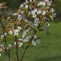Азиатска круша Наши (Pyrus pyrifolia), снимка 5