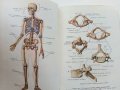 Анатомия Человека - М.Курепикина,Г.Воккен - 1963г. , снимка 13